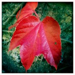October Red: Angles-sur-l'Anglin